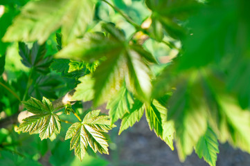 Young maple leaves on a sunny day.