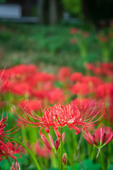 Refreshing autumn in Kyoto,Japan