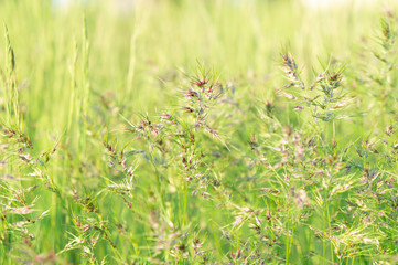 Juicy green young spikelets on a meadow on a background of green grass in the rays of the sun. Wild herbs. Spring wallpaper