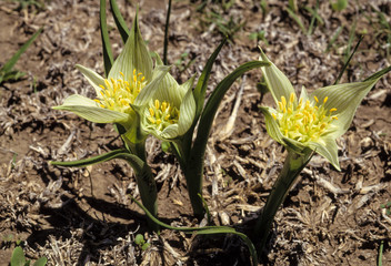 Androcymbium, Androcymbium melanthioides, Tanzanie