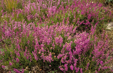 Bruyère tétragone, Erica tetralix, Sologne