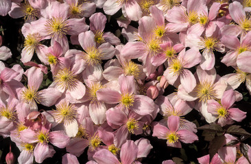 Clematite montana, clematis montana