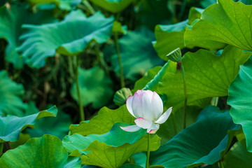 Obraz premium 初夏に咲く大賀ハス(佐賀県)