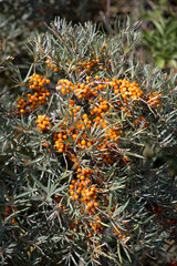 Sanddorn (Hippophae rhamnoides)