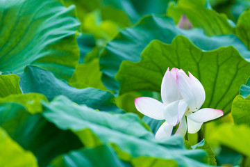 Obraz premium 初夏に咲く大賀ハス(佐賀県)