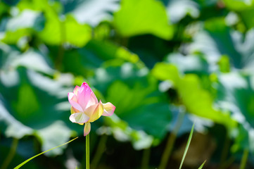 初夏に咲く大賀ハス(佐賀県)
