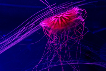 aquarium of jellyfish, fish, seaweed