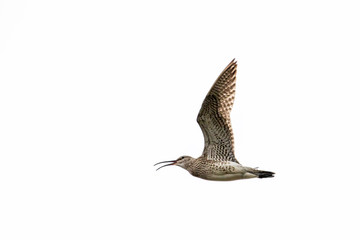Courlis Corlieu, oiseau des iles féroé