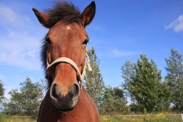 Horse face with blue sky on background. Icelandic horse.