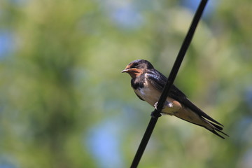 Hirondelle sur un fil © nocidar