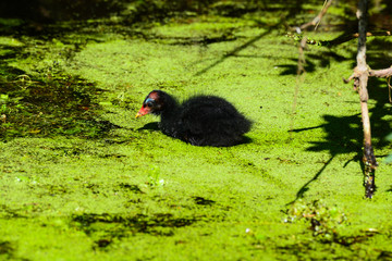 poule d'eau bec rouge juvénile