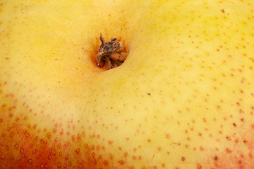 Pear skin surface texture pattern close up detail macro. Abstract background.