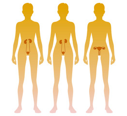 Woman silhouette with kidneys, adrenal glands, ovaries, uterus, bladder location on body. Illustration
