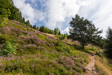 Sentier de randonnée dans les bruyères