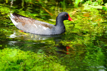 Fototapeta premium poule d'eau bec rouge