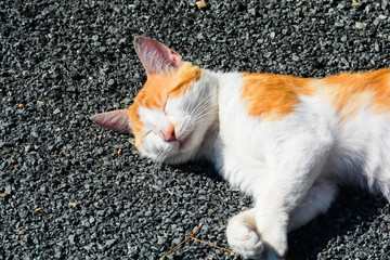 Chat