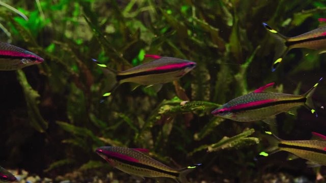 Close up, Flock of Puntius denisonii Fish Swim in Algae Aquarium