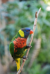 A lone Rainbow Lorikeet perched on a branch