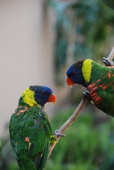 A pair of Rainbow Lorikeets (probably husband and wife)