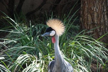 A close up of a Grey Crowned Crane in South Africa
