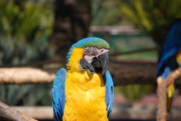 Close up of a Blue and Yellow Macaw parrot