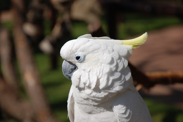 Close up of a White Cockatoo in South Africa