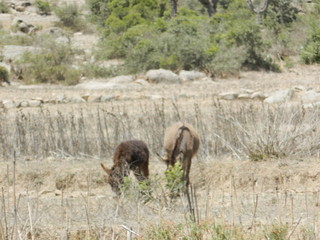 Eritrea, Africa - 05/10/2019: Travelling around the vilages near Asmara and Massawa. An amazing caption of the trees, mountains and some old typical houses with very hot climate in Eritrea.