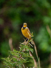 Eastern meadowlark bird in Uganda