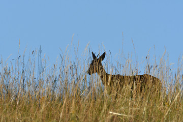 Roe deer walking on the meadow with green grass