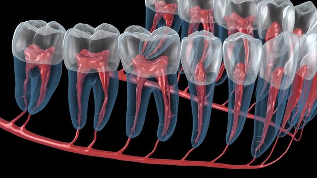 Dental root anatomy, Xray view. Medically accurate dental 3D animation