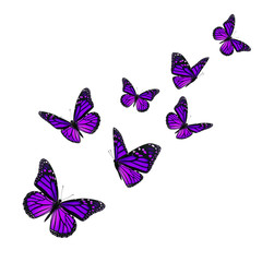 Naklejka na ściany i meble Beautiful purple monarch butterfly