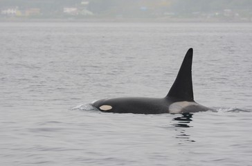 Orca in Japan