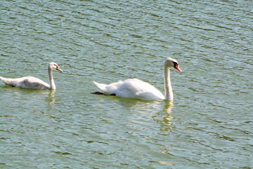 Cygne