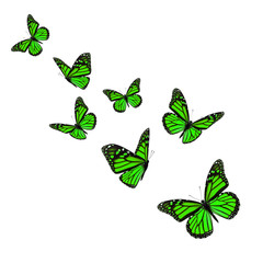 Beautiful green monarch butterfly