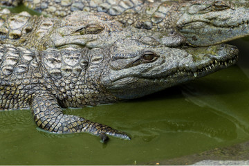 Young Crocodile resting in water in Crocodile Park, Uganda 