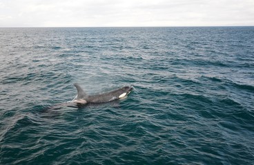 Orca in Japan
