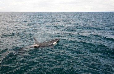 Fototapeta premium Orca in Japan