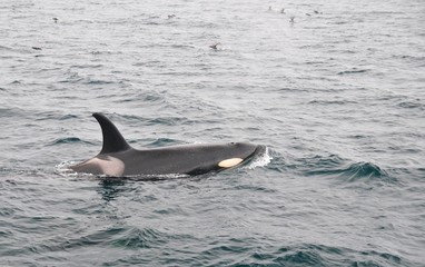 Fototapeta premium Orca in Japan