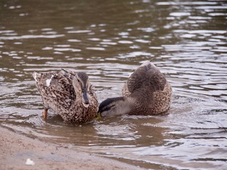 ducks in a lake.