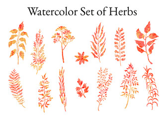Vector colorful illustration set of herbs, plants and flowers. Hand drawn graphic sketches for you design