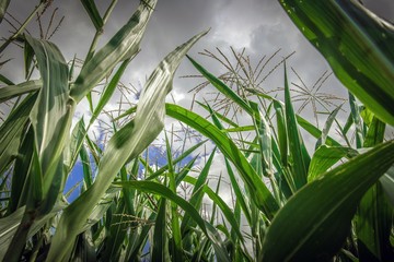 Maize Crops Closeup