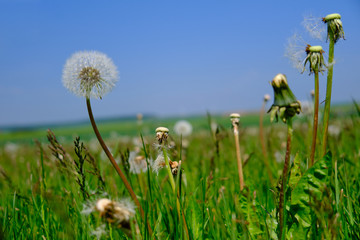 Pustblume auf einer weiten grünen Wiese
