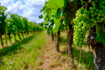 Weintrauben und Reben am Weinberg in Freyburg