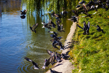 A lot of gray pigeons on the shore of the pond in the Park of Novodevichy convent. Pigeons on the pond on a Sunny summer day.