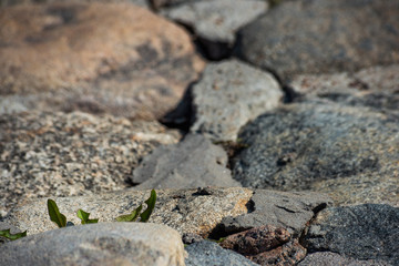 Cobblestone made of round stones with sprouted grass