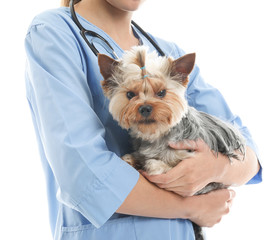 Veterinarian with cute dog on white background