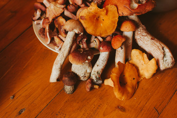 Fresh forest mushrooms on a wooden red background on a sunny day.