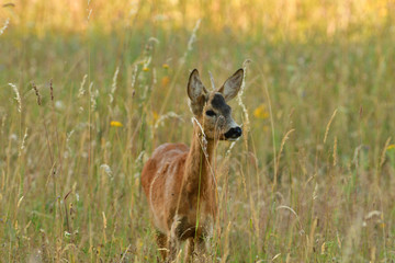 Portrait of roe deer´s head on the meadow