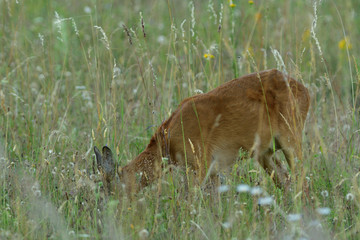 Roe buck walking hidden in the high grass close up
