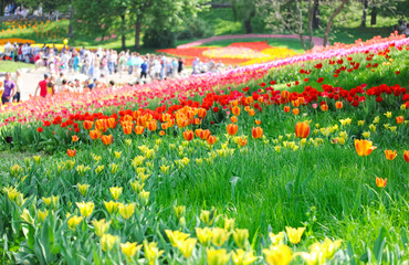 Exhibition of tulips fields and tulips compositions in city Kiev, Ukraine; huge fields of exciting colorful tulips